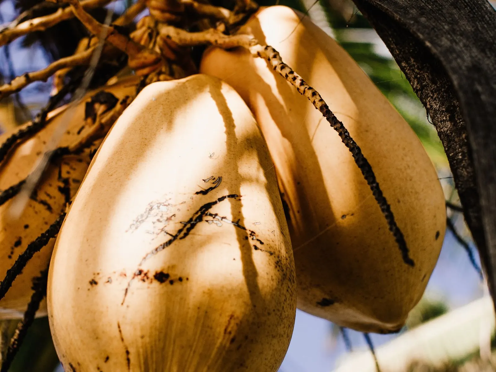 Chùm dừa trên cây